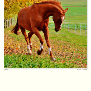 Pack 25 Láminas 1/8 Calendario 2027 Caballo